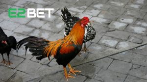 10 Tỉnh Ở Việt Nam Có Gà Thomo Nhiều Nhất