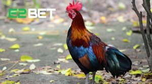 Những Cách Chăm Sóc Gà Thomo